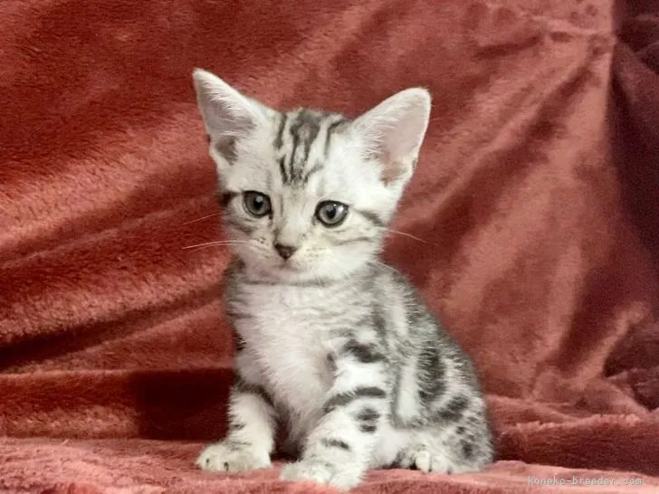 ID：2201-00255の子猫