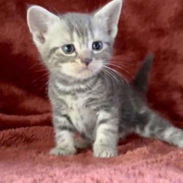 アメリカンショートヘア【三重県・男の子・2023年4月23日・ブルータビー】の写真「青いアメショー♥️」