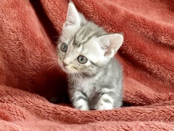 アメリカンショートヘア【三重県・男の子・2022年4月6日・ブルータビー】の写真「呼ばれて飛び出てにゃにゃにゃにゃ～ん😄」