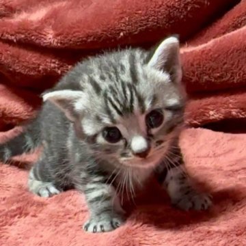 アメリカンショートヘア【三重県・男の子・2023年8月10日・シルバータビー】の写真「オイラはハンサムボーイ♥️」