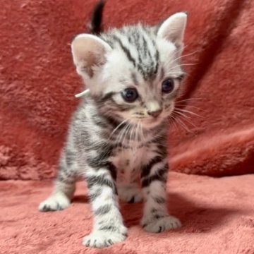 アメリカンショートヘア【三重県・男の子・2023年8月14日・シルバータビー】の写真「ギネス級のイケニャン君♥️」