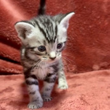 アメリカンショートヘア【三重県・男の子・2023年8月14日・シルバータビー】の写真「とぼけた顔してにゃにゃんにゃん♥️」