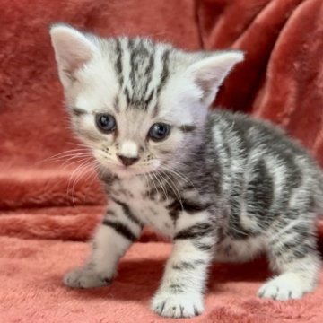 アメリカンショートヘア【三重県・男の子・2023年8月17日・シルバータビー】の写真「ミスターパーフェクト♥️」