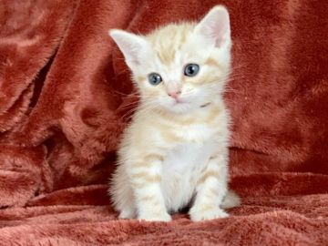 アメリカンショートヘア【三重県・男の子・2022年4月11日・レッドタビー】の写真「三重にゃふぁりパーク🤗」