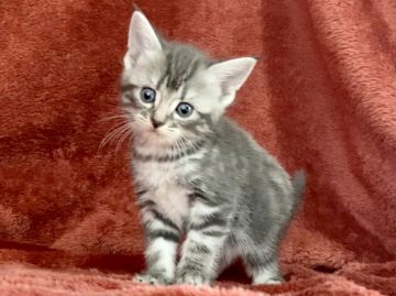 アメリカンショートヘア【三重県・女の子・2021年6月24日・ブルータビー】の写真「超かわいいブルータビーちゃん💓」