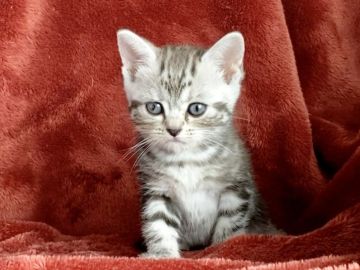 アメリカンショートヘア【三重県・女の子・2022年4月11日・シルバーパッチドタビー】の写真「激レア好きさん大集合のお時間です🤗」