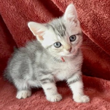 アメリカンショートヘア【三重県・女の子・2023年6月11日・ブルータビー】の写真「にゃつにゃつココニャッツ♥️♥️」