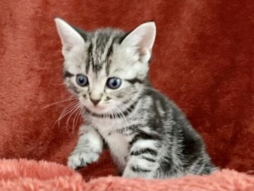 アメリカンショートヘア【三重県・女の子・2021年6月24日・シルバータビー】の写真「お目目くりくり女の子💓」