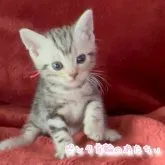 アメリカンショートヘア【三重県・女の子・2023年6月3日・シルバータビー】の写真1