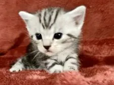 アメリカンショートヘア【三重県・女の子・2021年6月10日・シルバータビー】の写真1