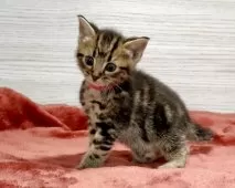 アメリカンショートヘア【三重県・女の子・2025年10月15日・ブラウンタビー】の写真10