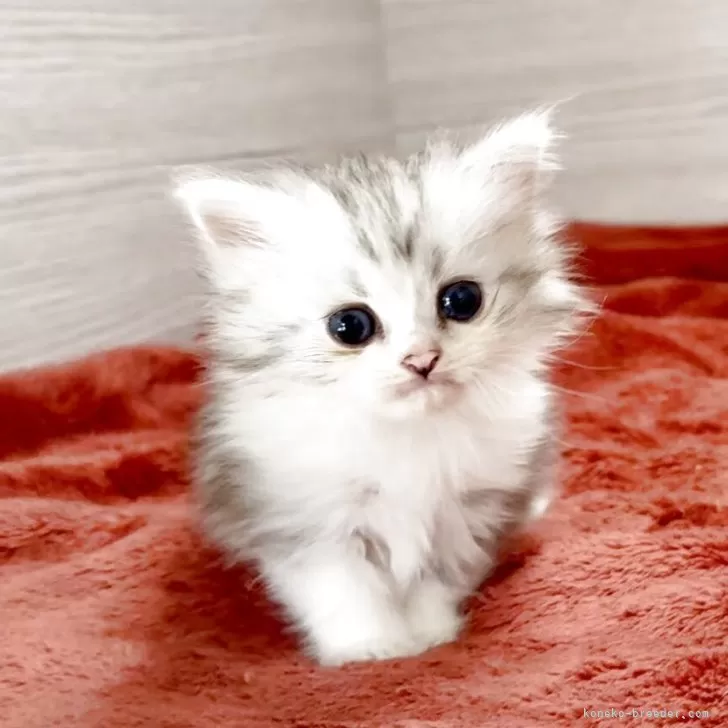 ID：2509-00842の子猫