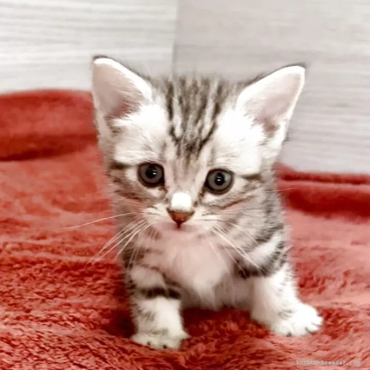 ID：2508-03124の子猫