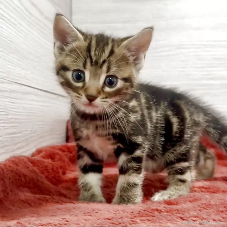 ID：2505-01848の子猫
