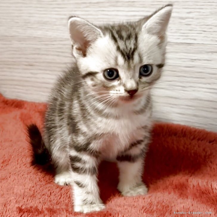 M.S 様のお迎えした子猫