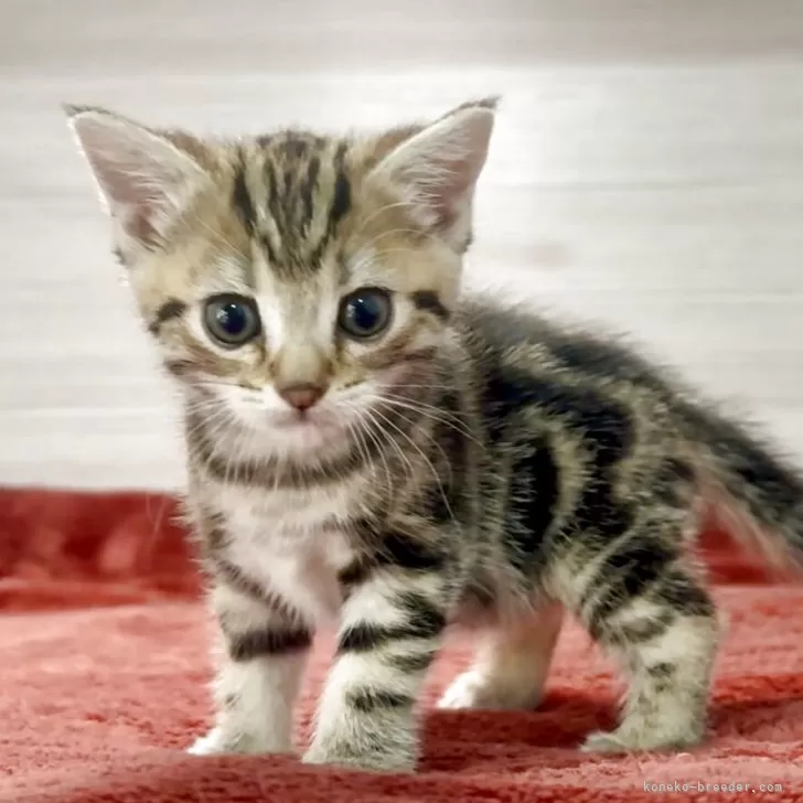 ID：2505-01842の子猫