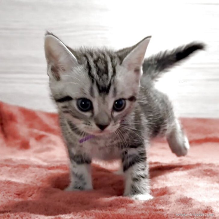 ブリーダー画像