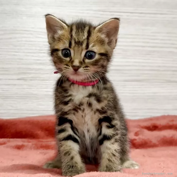 アメリカンショートヘア【三重県・女の子・2025年10月15日・ブラウンタビー】の写真1