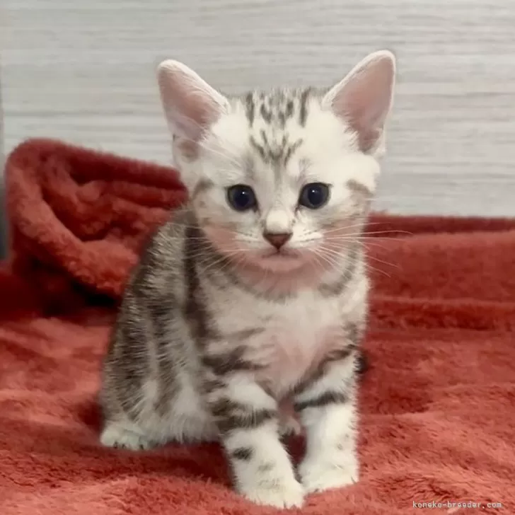 ID:2501-02528の子猫