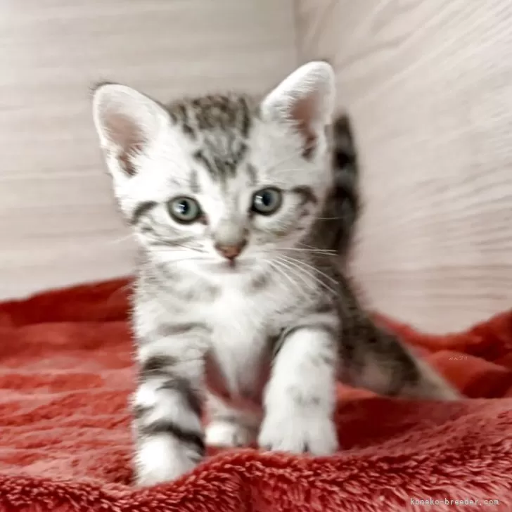 バン 様のお迎えした子猫