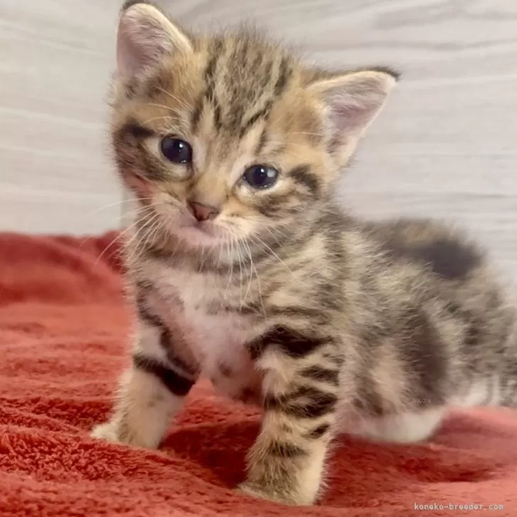 ID：2502-02368の子猫