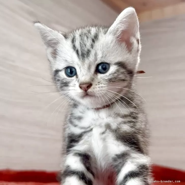 ID：2507-01080の子猫