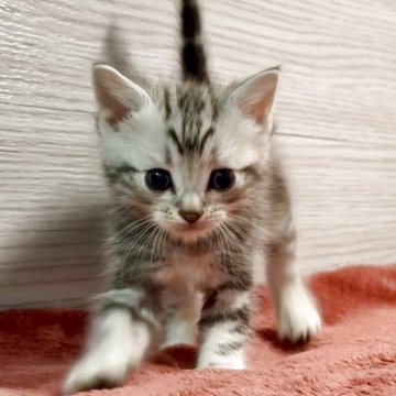 アメリカンショートヘア【三重県・男の子・2025年8月14日・シルバータビー】の写真「性格天才にゃん♥️」