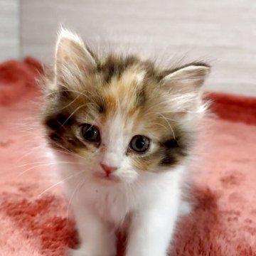 ミヌエット(長足)【三重県・女の子・2025年10月14日・キャリコ】の写真「にゃがい足でモデルにゃん♥️」