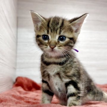 アメリカンショートヘア【三重県・男の子・2025年10月15日・ブラウンタビー】の写真「チャー坊にゃ💖」