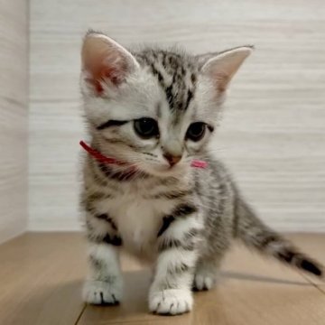 アメリカンショートヘア