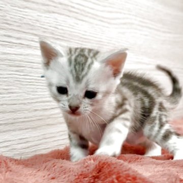 アメリカンショートヘア【三重県・男の子・2025年11月6日・シルバータビー】の写真「キリリとイケメンにゃんこ💓‪」