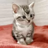 アメリカンショートヘア