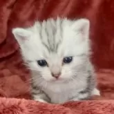 アメリカンショートヘア【三重県・女の子・2025年1月9日・シルバータビー】の写真1