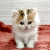 ミヌエット(短足)