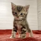 アメリカンショートヘア