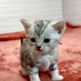 アメリカンショートヘア