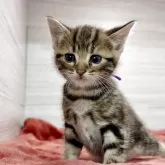 アメリカンショートヘア