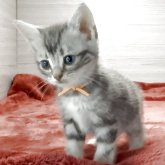 アメリカンショートヘア