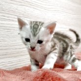 アメリカンショートヘア