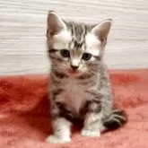 アメリカンショートヘア