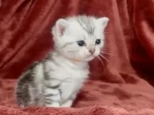 アメリカンショートヘア【三重県・女の子・2025年1月9日・シルバータビー】の写真2