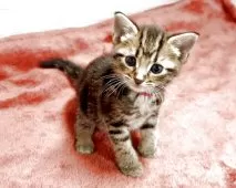 アメリカンショートヘア【三重県・女の子・2025年10月15日・ブラウンタビー】の写真2