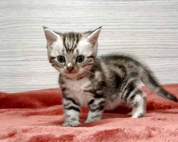 NBCオリジナル アメリカンショートヘア MF NBCオリジナル アメリカンショートヘア MF