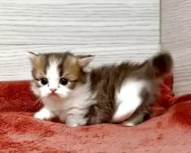 ミヌエット(短足)【三重県・女の子・2025年11月25日・ブラウンタビー&ホワイト】の写真4