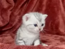 アメリカンショートヘア【三重県・女の子・2025年1月9日・シルバータビー】の写真4