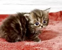 ミヌエット(長足)【三重県・女の子・2025年11月25日・ブラウンタビー】の写真5