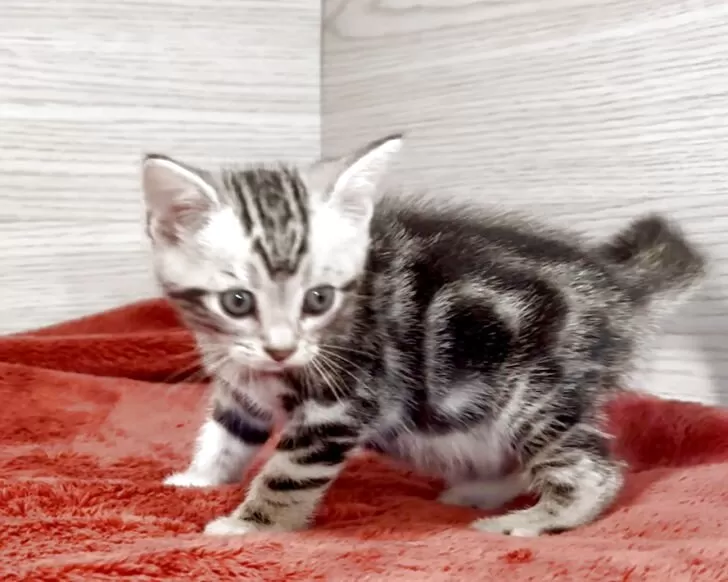 猫三ページ アメリカンショートヘア【三重県・男の子・2025年6月24日