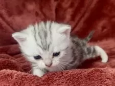 アメリカンショートヘア【三重県・女の子・2025年1月9日・シルバータビー】の写真6