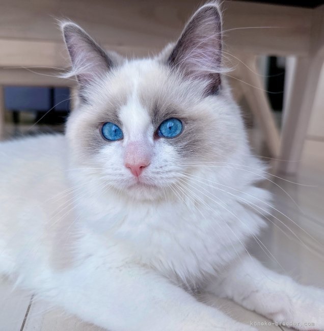 ラグドールのアイルくん(繁殖予定はございません)｜二見　絵美(ふたみ　えみ)ブリーダー(福岡県・ミヌエットなど・PCC登録)の紹介写真7