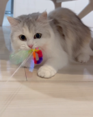 ミヌエット【・女の子・2024年6月13日・ダイリュートキャリコ】